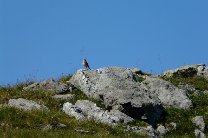 09-la montagne d'Outray, la faune